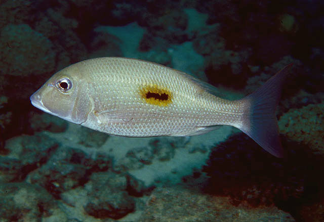 Lethrinus haematopterus